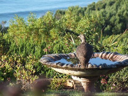 Sieniesee Dana Bay Mossel Bay Western Cape South Africa Bird, Animal
