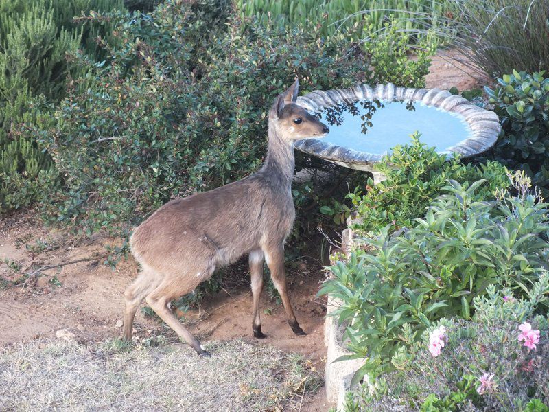 Sieniesee Dana Bay Mossel Bay Western Cape South Africa Deer, Mammal, Animal, Herbivore