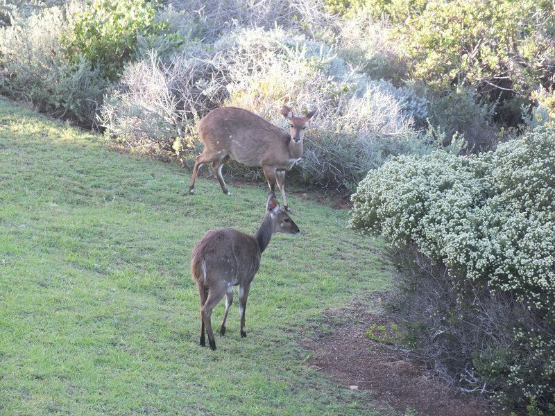 Sieniesee Dana Bay Mossel Bay Western Cape South Africa Unsaturated, Deer, Mammal, Animal, Herbivore