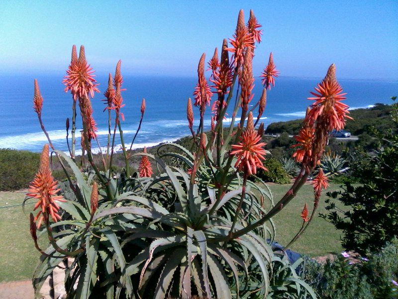 Sieniesee Dana Bay Mossel Bay Western Cape South Africa Beach, Nature, Sand, Plant