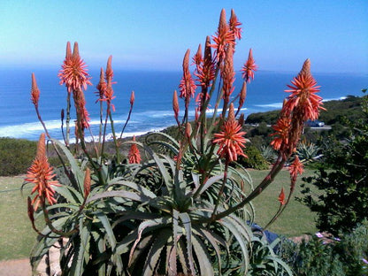 Sieniesee Dana Bay Mossel Bay Western Cape South Africa Beach, Nature, Sand, Plant