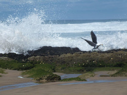 Sieniesee Dana Bay Mossel Bay Western Cape South Africa Beach, Nature, Sand, Animal, Ocean, Waters