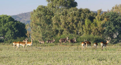 Siloam Lodge Jacobsdal Fs Free State South Africa Deer, Mammal, Animal, Herbivore