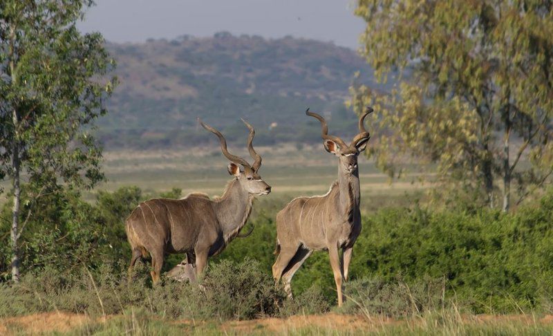 Siloam Lodge Jacobsdal Fs Free State South Africa Animal