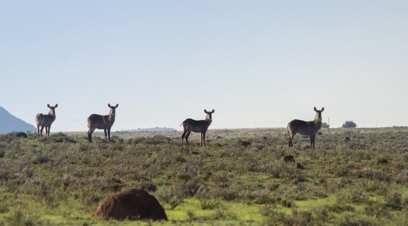 Siloam Lodge Jacobsdal Fs Free State South Africa Deer, Mammal, Animal, Herbivore, Lowland, Nature