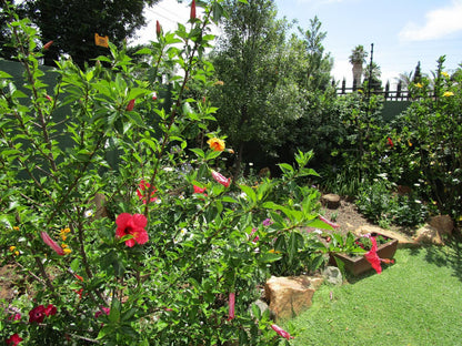 Silver Birch Bed And Breakfast Roodepoort Johannesburg Gauteng South Africa Plant, Nature, Garden