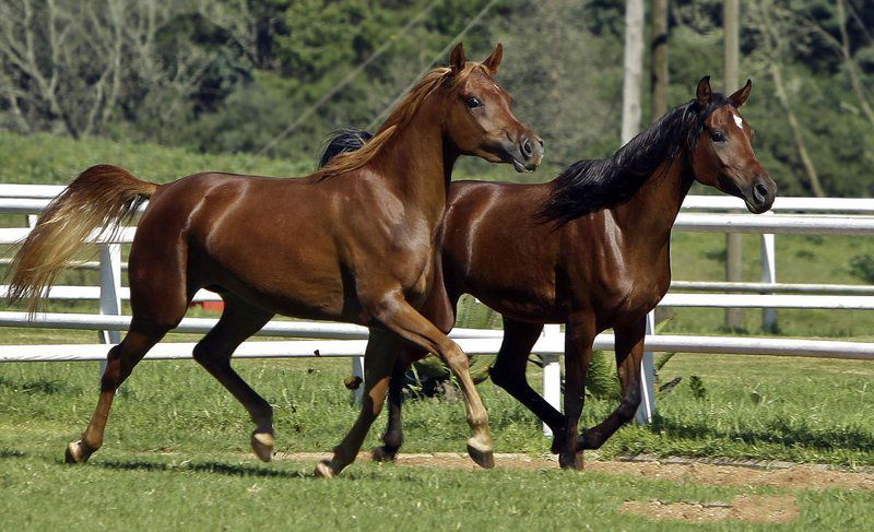 Silver Mist Adventure Lodge Haenertsburg Limpopo Province South Africa Horse, Mammal, Animal, Herbivore