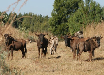 Silver Mist Adventure Lodge Haenertsburg Limpopo Province South Africa Animal