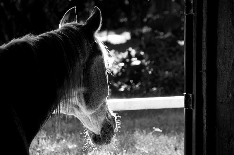 Silver Mist Adventure Lodge Haenertsburg Limpopo Province South Africa Colorless, Black And White, Horse, Mammal, Animal, Herbivore