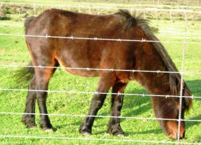 Silwerfontein Farm Tulbagh Western Cape South Africa Colorful, Animal