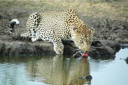 Simbambili Game Lodge Thornybush Game Reserve Mpumalanga South Africa Leopard, Mammal, Animal, Big Cat, Predator