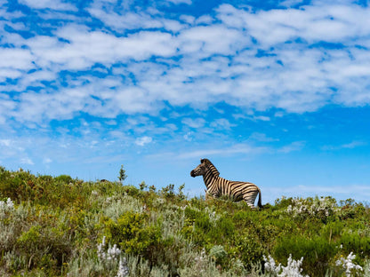 Simbavati Fynbos On Sea, Colorful, Animal