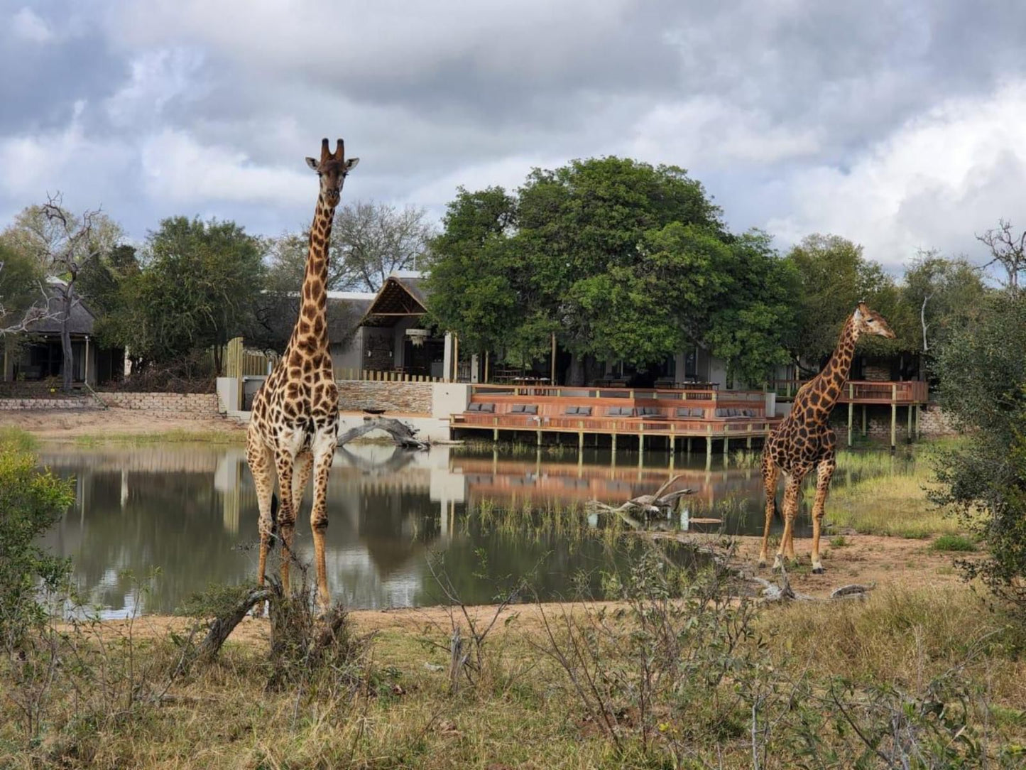 Simbavati Waterside Klaserie Private Nature Reserve Mpumalanga South Africa Complementary Colors, Giraffe, Mammal, Animal, Herbivore