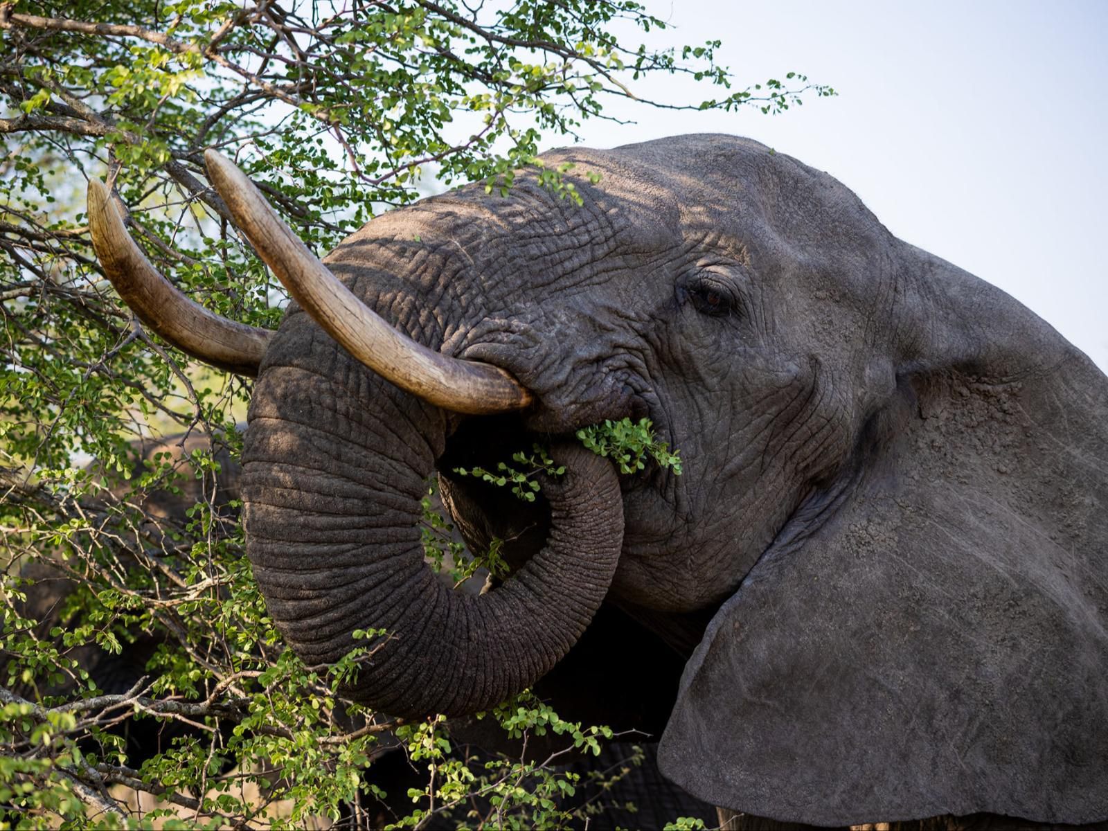 Simbavati Waterside Klaserie Private Nature Reserve Mpumalanga South Africa Elephant, Mammal, Animal, Herbivore