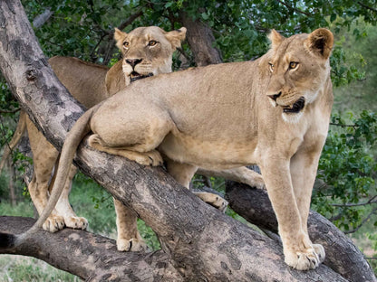 Simbavati Hilltop Lodge Timbavati Reserve Mpumalanga South Africa Lion, Mammal, Animal, Big Cat, Predator