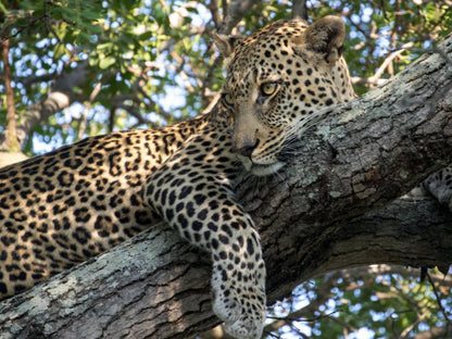 Simbavati Hilltop Lodge Timbavati Reserve Mpumalanga South Africa Leopard, Mammal, Animal, Big Cat, Predator