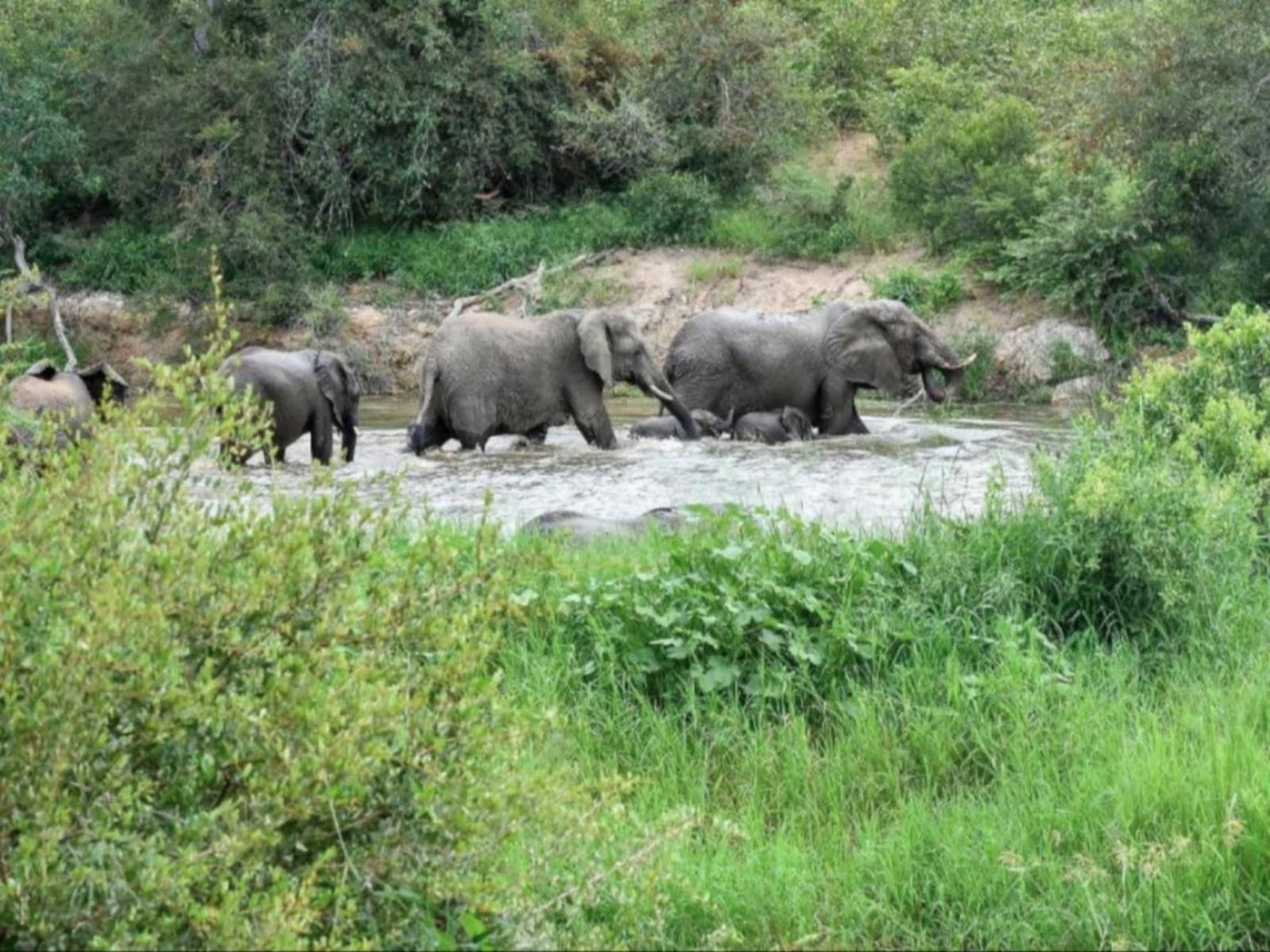 Simbavati River Lodge Timbavati Reserve Mpumalanga South Africa Elephant, Mammal, Animal, Herbivore