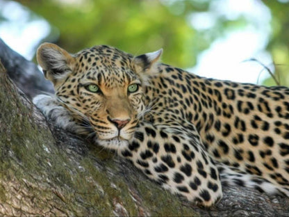 Simbavati River Lodge Timbavati Reserve Mpumalanga South Africa Leopard, Mammal, Animal, Big Cat, Predator