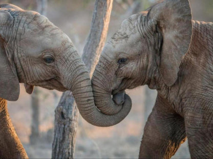 Simbavati River Lodge Timbavati Reserve Mpumalanga South Africa Unsaturated, Elephant, Mammal, Animal, Herbivore