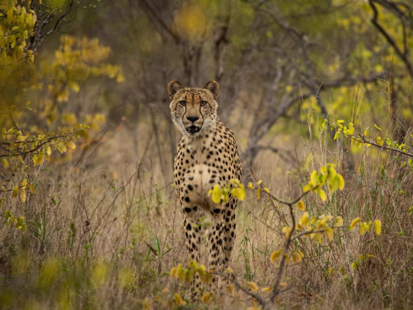 Simbavati River Lodge Timbavati Reserve Mpumalanga South Africa Sepia Tones, Cheetah, Mammal, Animal, Big Cat, Predator