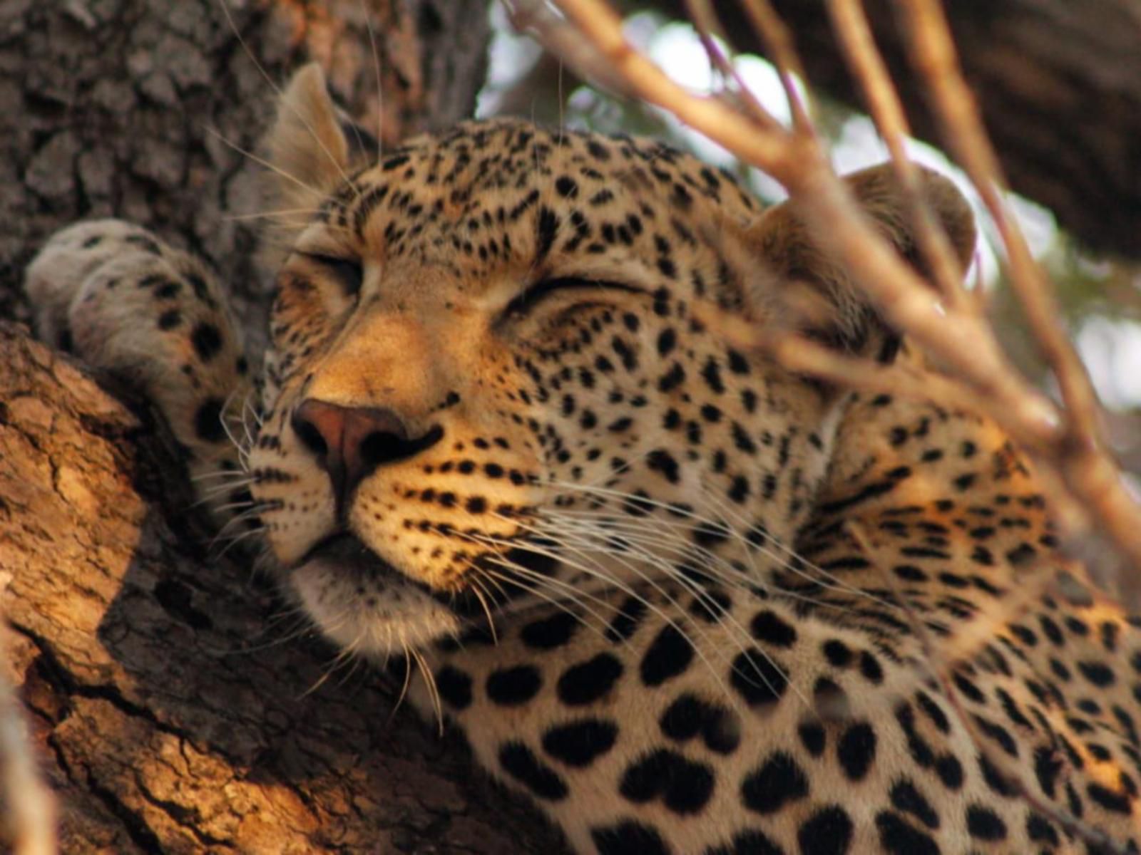 Simbavati River Lodge Timbavati Reserve Mpumalanga South Africa Leopard, Mammal, Animal, Big Cat, Predator