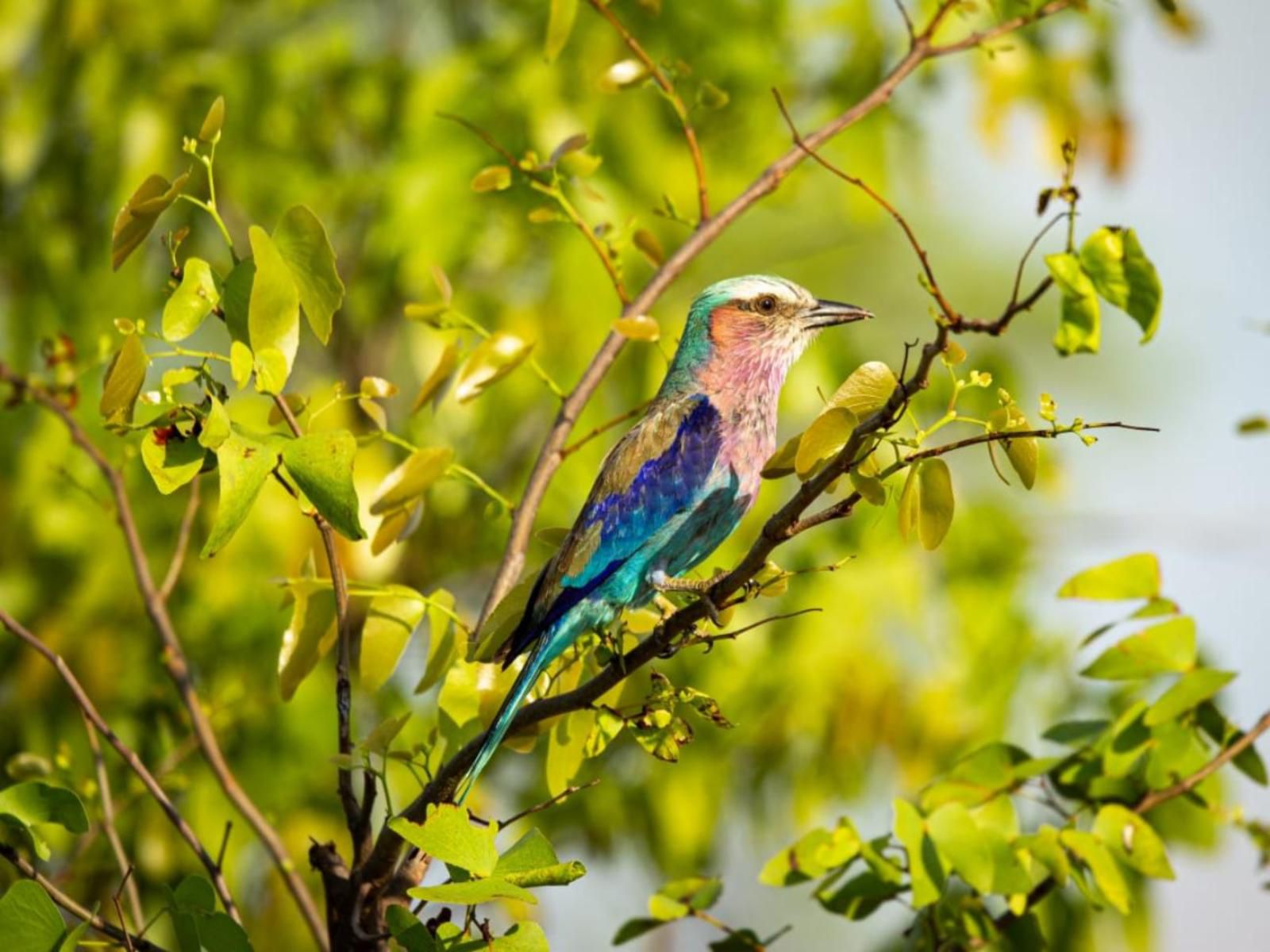 Simbavati River Lodge Timbavati Reserve Mpumalanga South Africa Colorful, Bird, Animal