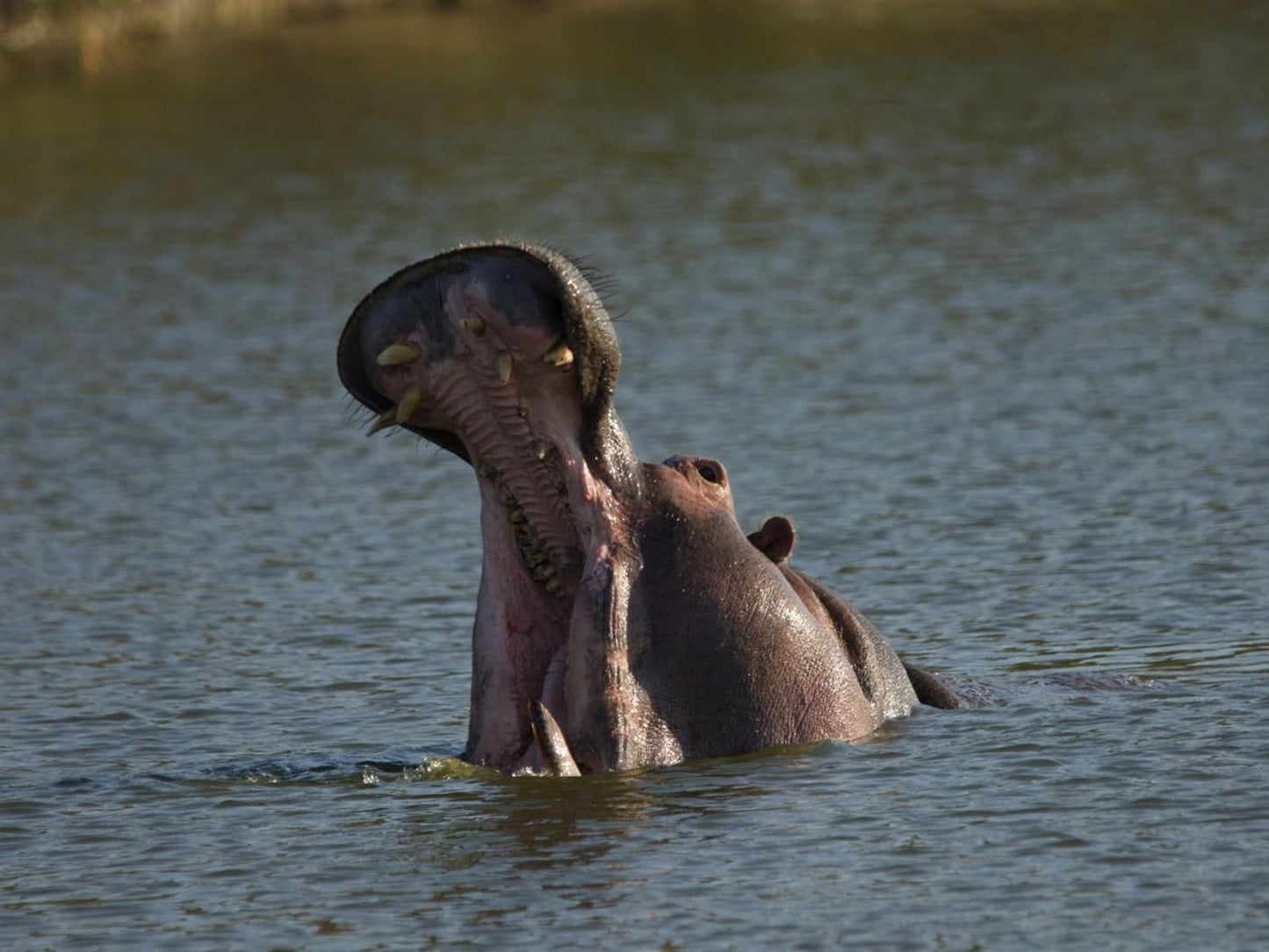 Simbavati River Lodge Timbavati Reserve Mpumalanga South Africa Hippo, Mammal, Animal, Herbivore