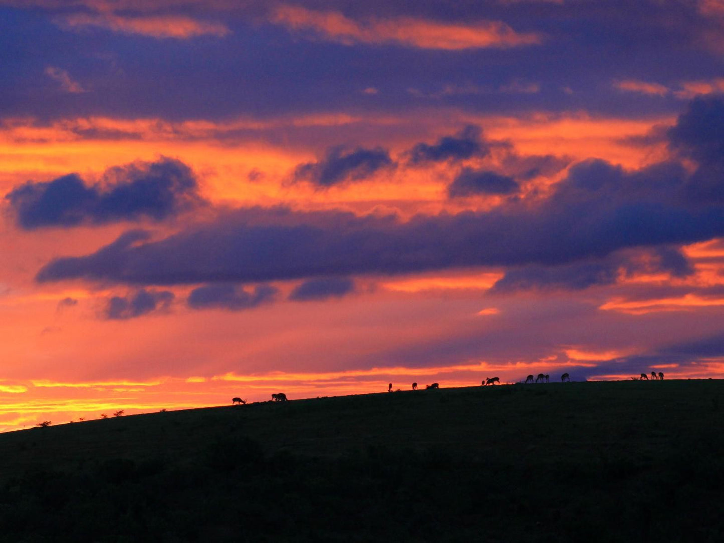 Simbonga Game Farm And Sanctuary Thornhill Port Elizabeth Eastern Cape South Africa Complementary Colors, Sky, Nature, Clouds, Lowland, Sunset