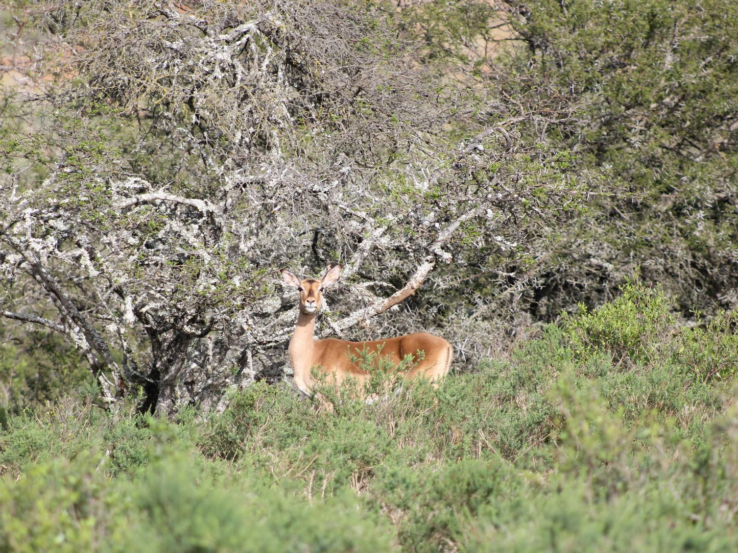 Simbonga Game Farm And Sanctuary Thornhill Port Elizabeth Eastern Cape South Africa Deer, Mammal, Animal, Herbivore