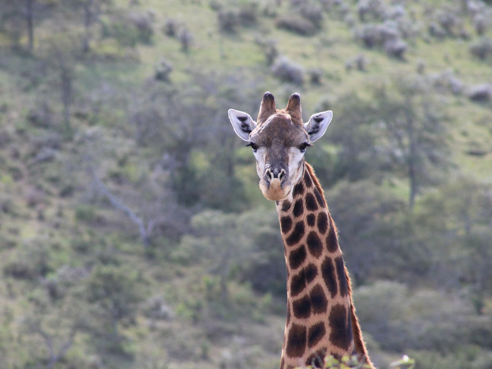 Simbonga Game Farm And Sanctuary Thornhill Port Elizabeth Eastern Cape South Africa Unsaturated, Giraffe, Mammal, Animal, Herbivore