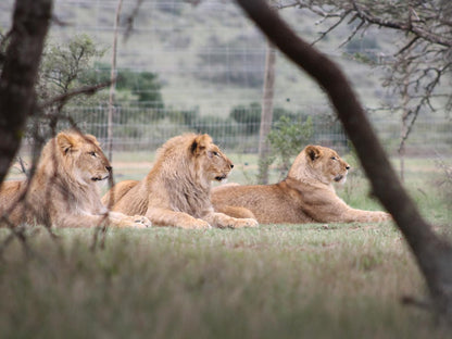 Simbonga Game Farm And Sanctuary Thornhill Port Elizabeth Eastern Cape South Africa Lion, Mammal, Animal, Big Cat, Predator