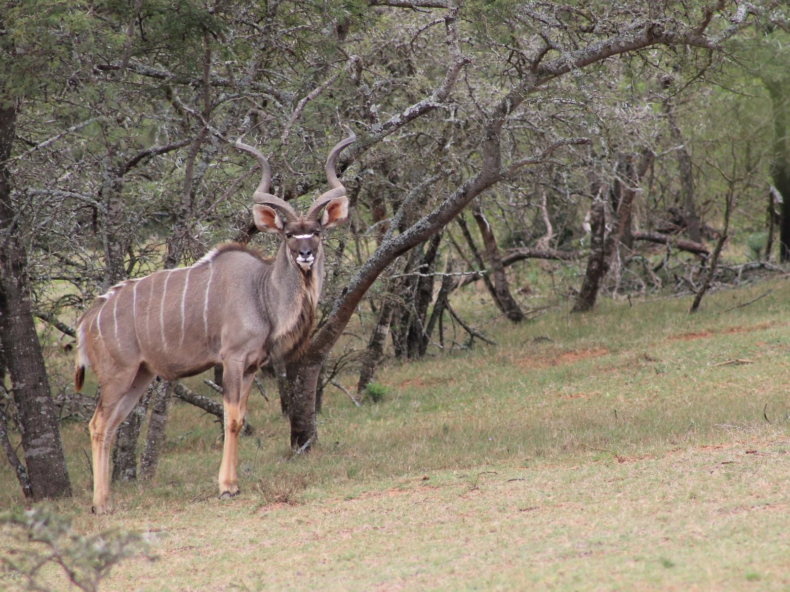 Simbonga Game Farm And Sanctuary Thornhill Port Elizabeth Eastern Cape South Africa Deer, Mammal, Animal, Herbivore