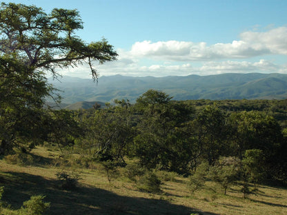 Simbonga Game Farm And Sanctuary Thornhill Port Elizabeth Eastern Cape South Africa Complementary Colors, Forest, Nature, Plant, Tree, Wood, Highland