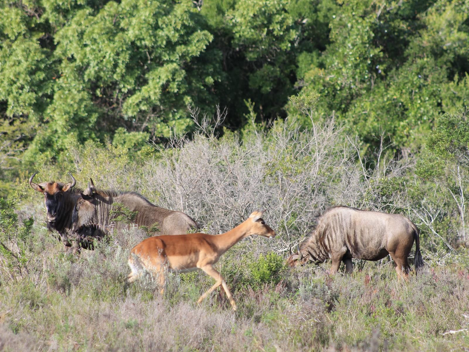 Simbonga Game Farm And Sanctuary Thornhill Port Elizabeth Eastern Cape South Africa Animal