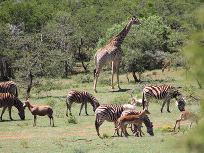 Simbonga Game Farm And Sanctuary Thornhill Port Elizabeth Eastern Cape South Africa Giraffe, Mammal, Animal, Herbivore, Zebra