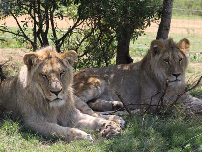 Simbonga Game Farm And Sanctuary Thornhill Port Elizabeth Eastern Cape South Africa Lion, Mammal, Animal, Big Cat, Predator