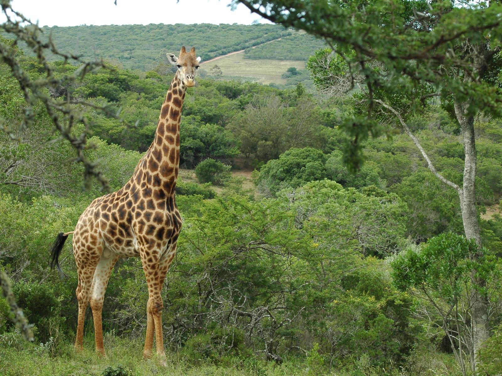 Simbonga Game Farm And Sanctuary Thornhill Port Elizabeth Eastern Cape South Africa Giraffe, Mammal, Animal, Herbivore