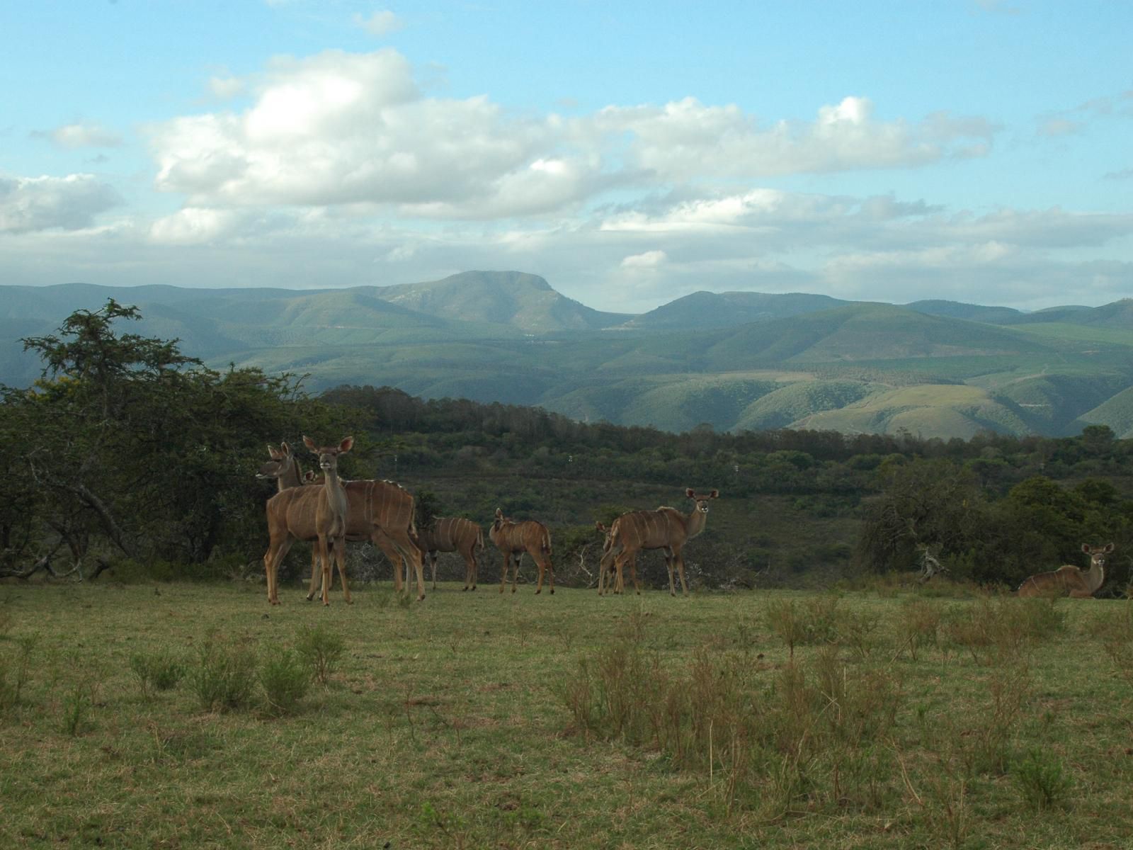 Simbonga Game Farm And Sanctuary Thornhill Port Elizabeth Eastern Cape South Africa Complementary Colors, Animal, Highland, Nature