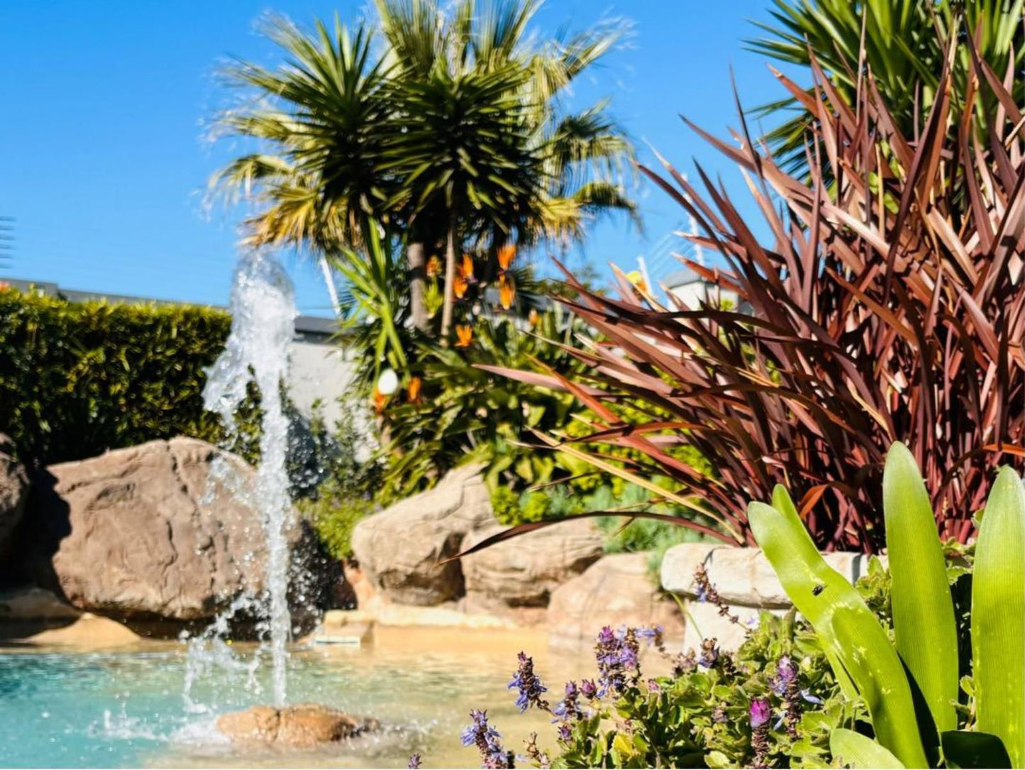 Sir Roys At The Sea, Palm Tree, Plant, Nature, Wood, Garden