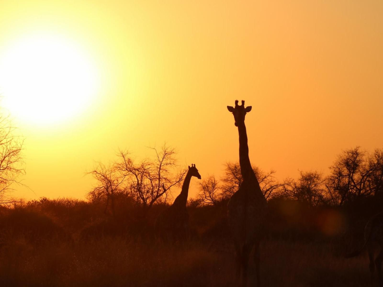 Siyaya Bush Lodge Dinokeng Game Reserve Gauteng South Africa Colorful, Silhouette, Sunset, Nature, Sky