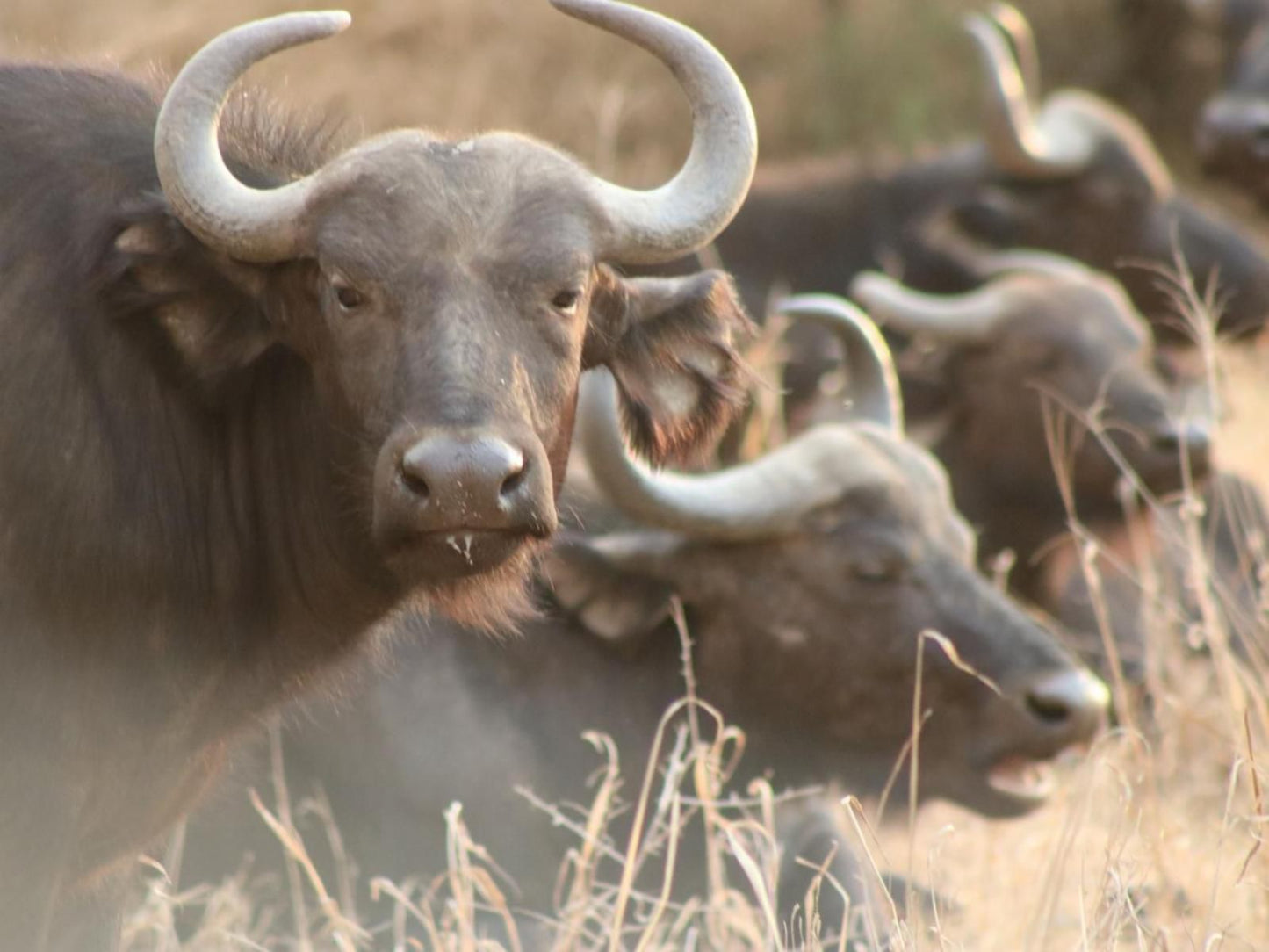 Siyaya Bush Lodge Dinokeng Game Reserve Gauteng South Africa Sepia Tones, Water Buffalo, Mammal, Animal, Herbivore