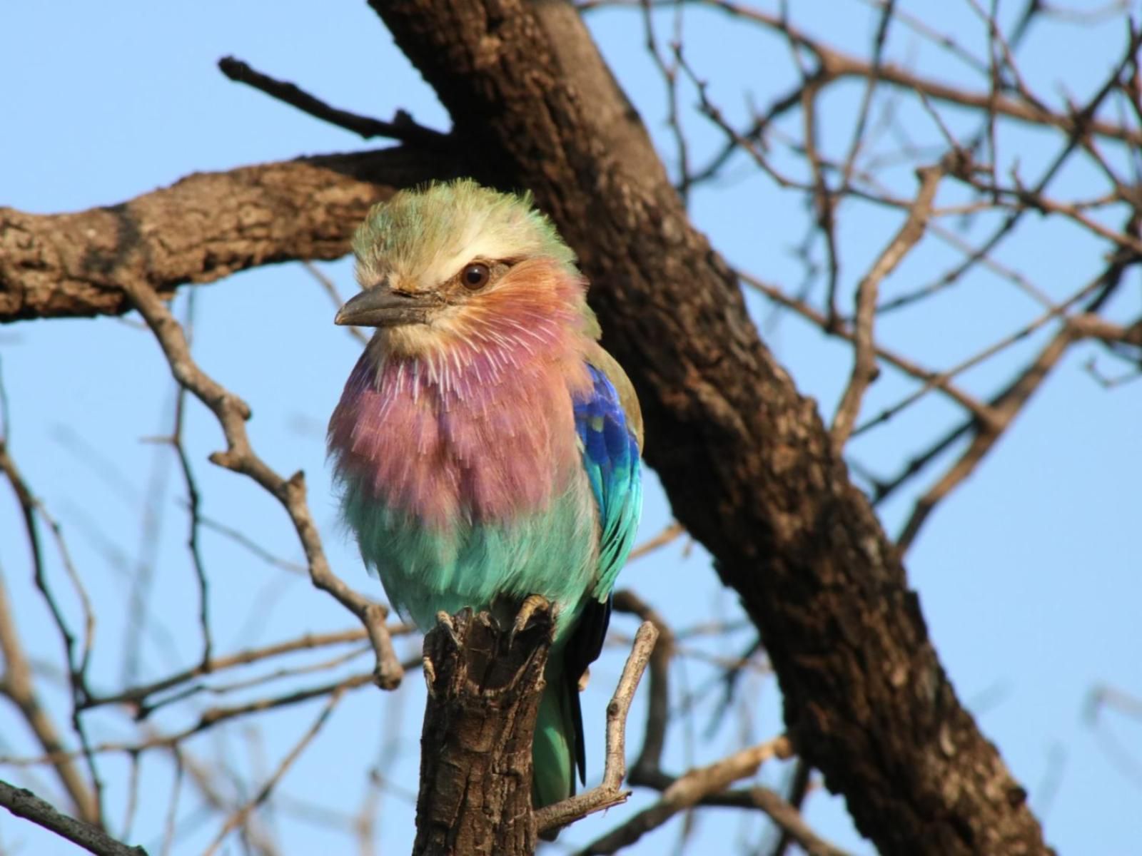 Siyaya Bush Lodge Dinokeng Game Reserve Gauteng South Africa Bird, Animal