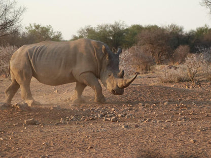 Siyaya Bush Lodge Dinokeng Game Reserve Gauteng South Africa Sepia Tones, Rhino, Mammal, Animal, Herbivore