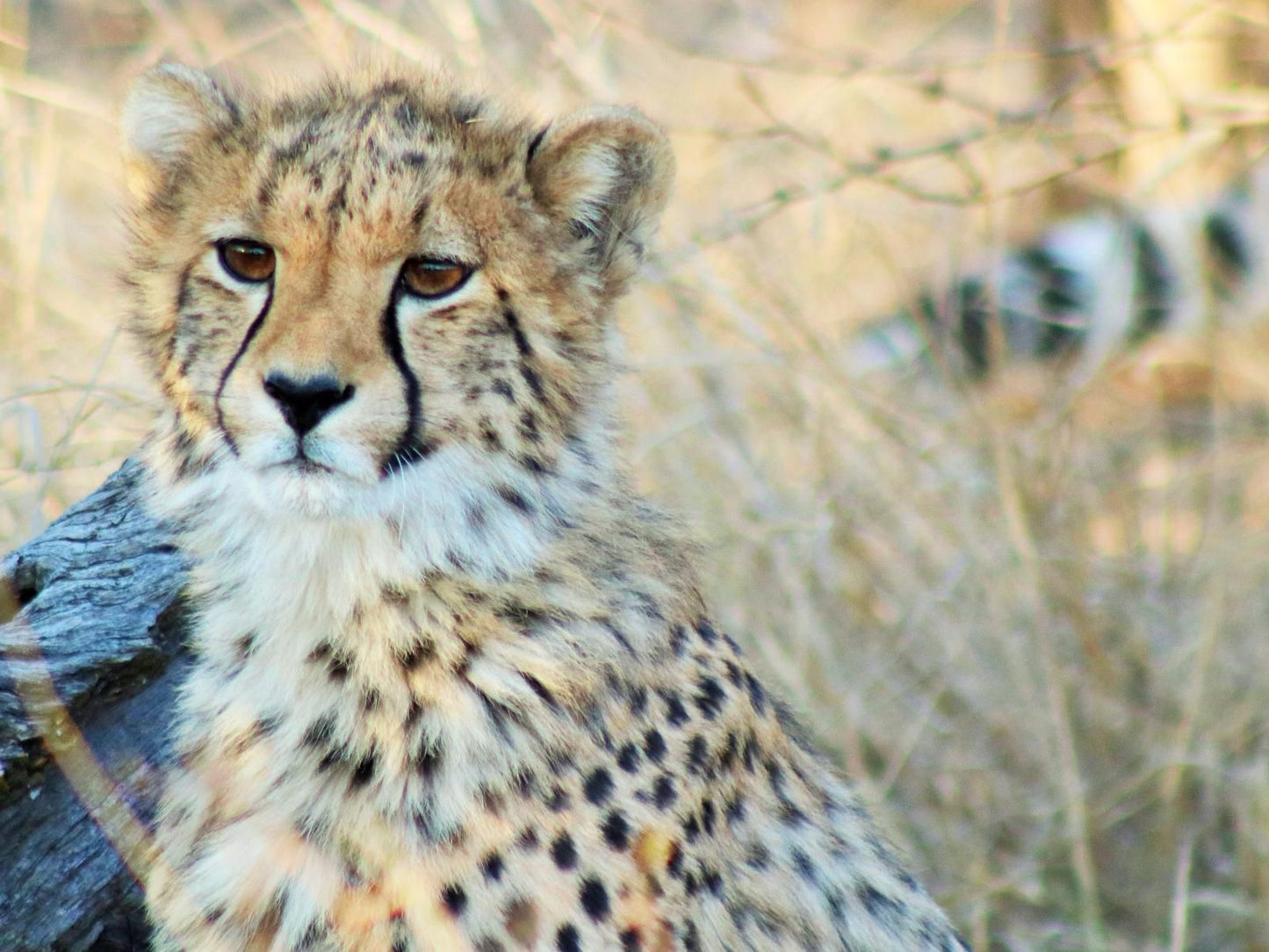 Siyaya Bush Lodge Dinokeng Game Reserve Gauteng South Africa Cheetah, Mammal, Animal, Big Cat, Predator