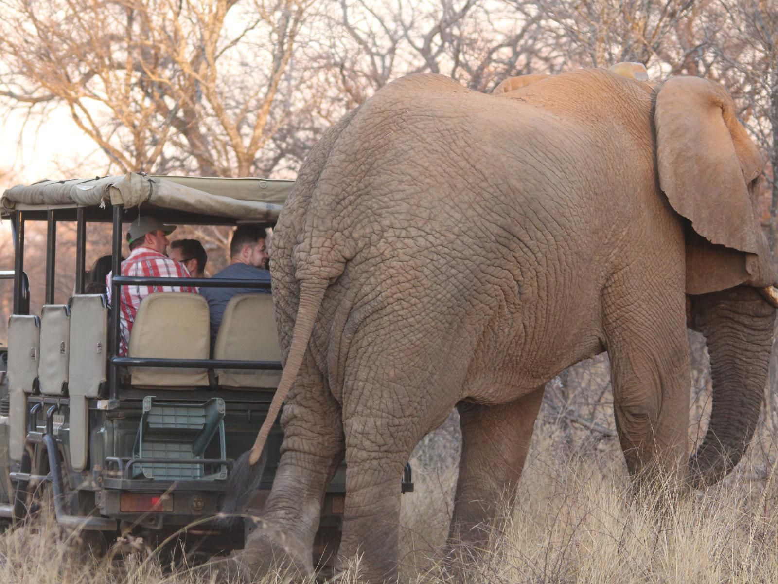 Siyaya Bush Lodge Dinokeng Game Reserve Gauteng South Africa Elephant, Mammal, Animal, Herbivore