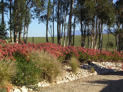 Skeiding Guest Farm Heidelberg Wc Western Cape South Africa Plant, Nature, Garden