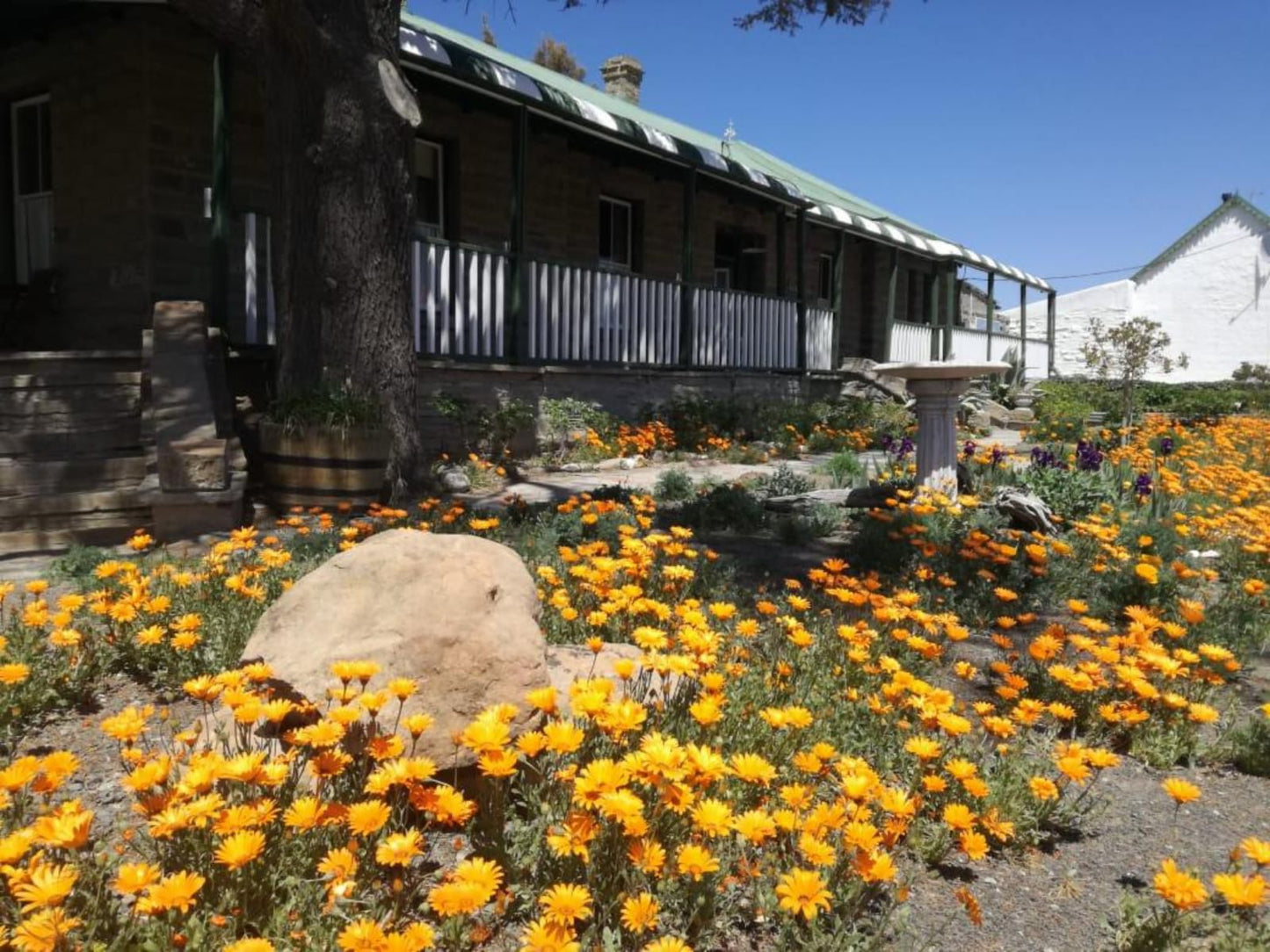 Skitterland Guesthouse Sutherland Northern Cape South Africa Plant, Nature