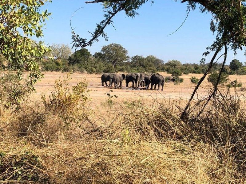 Skukuza Rest Camp Kruger National Park Sanparks South Kruger Park Mpumalanga South Africa Complementary Colors, Elephant, Mammal, Animal, Herbivore, Lowland, Nature