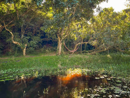 Sky Island Resort, Forest, Nature, Plant, Tree, Wood, River, Waters