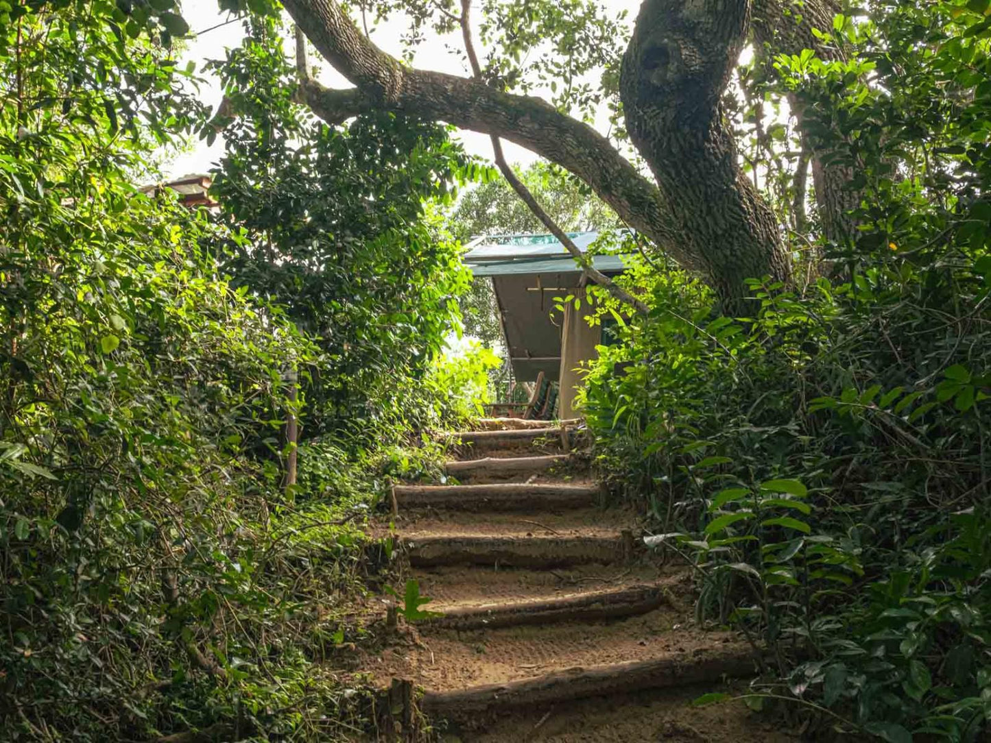 Sky Island Resort, Meadow Chalet, Forest, Nature, Plant, Tree, Wood